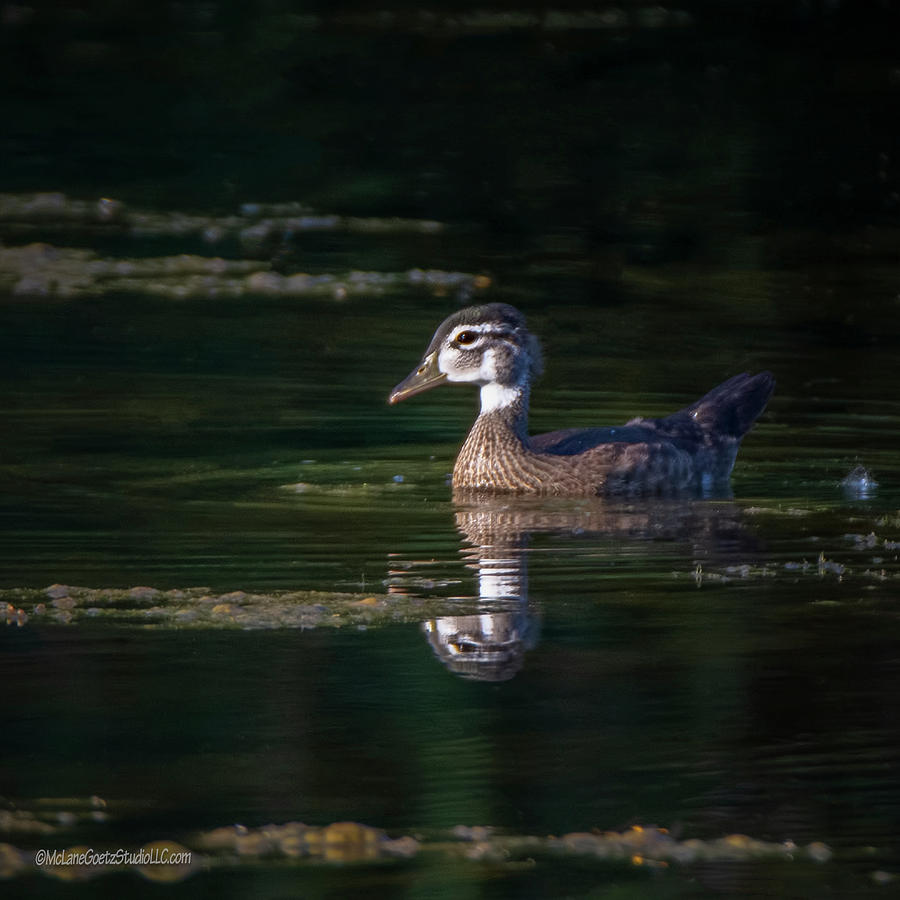Wood Duck Reflection Photograph