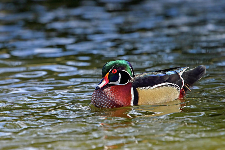 Wood Duck Photograph by Ronnie And Frances Howard