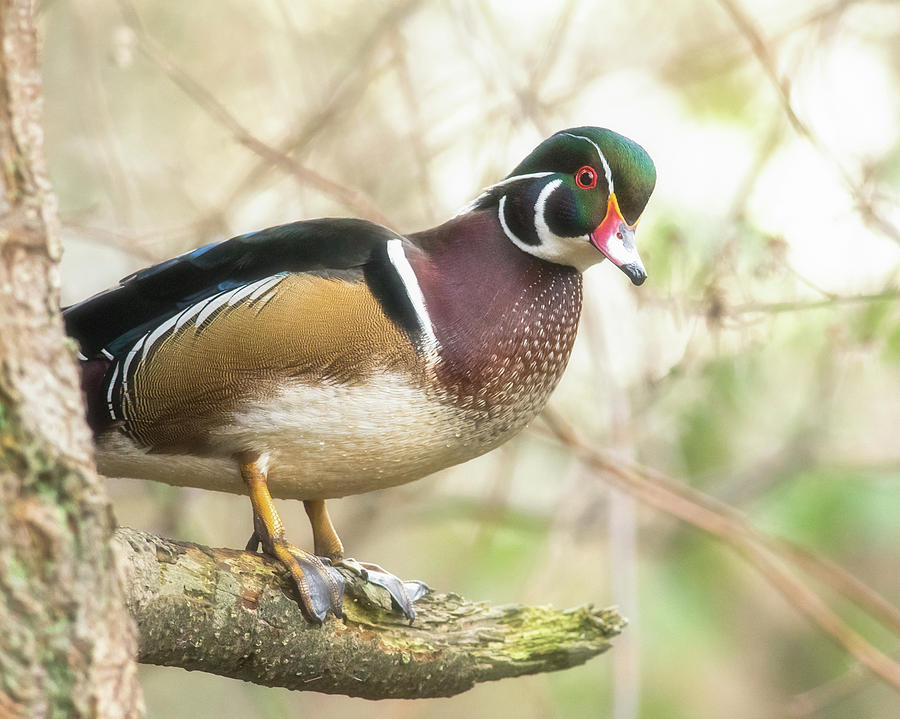 Wood Duck Sitting Pretty by Georgia Wilson Wood Duck Sitting Pretty by Georgia Wilson
