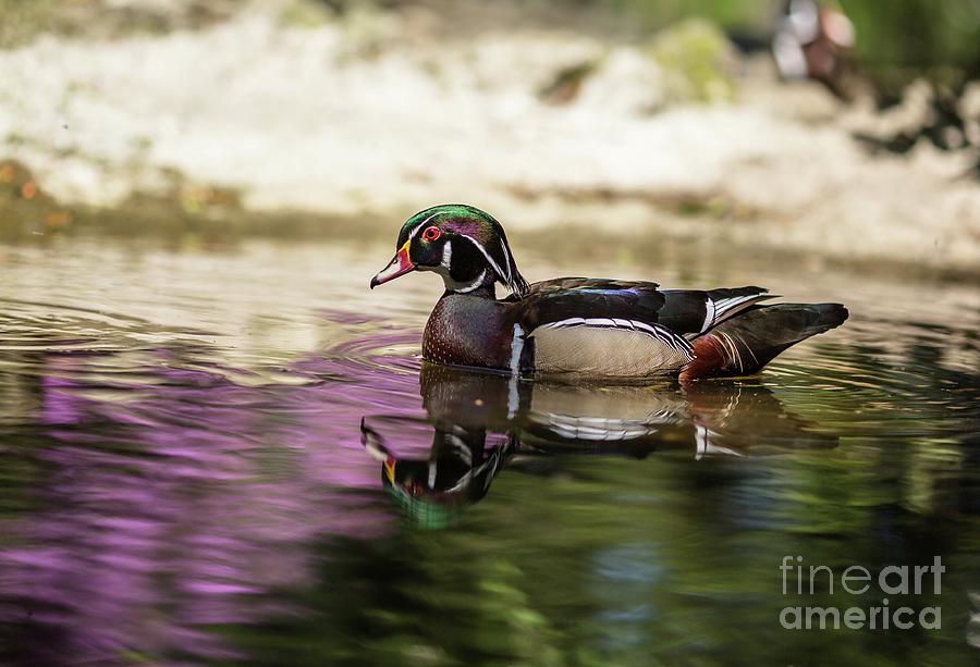 Wood Duck Swimming Photograph by Eva Lechner