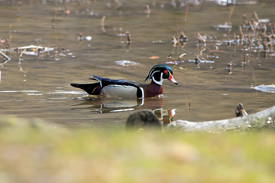 Wood duck swimming in water Photograph by Dan Friend