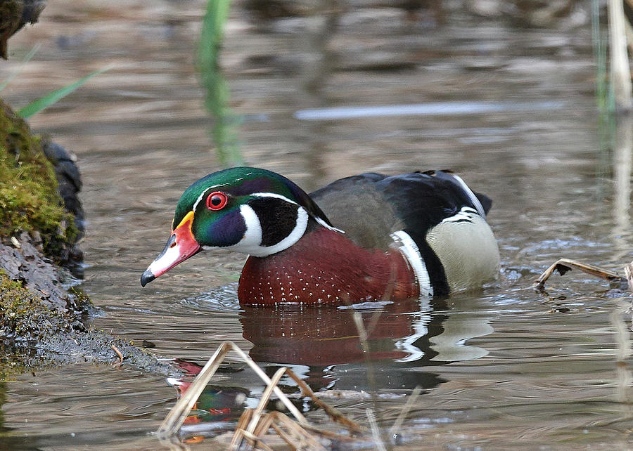 Wood duck Swimming Photograph by Paul Freidlund