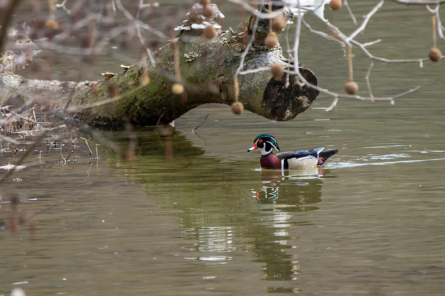 Wood duck swimming under log Photograph by Dan Friend