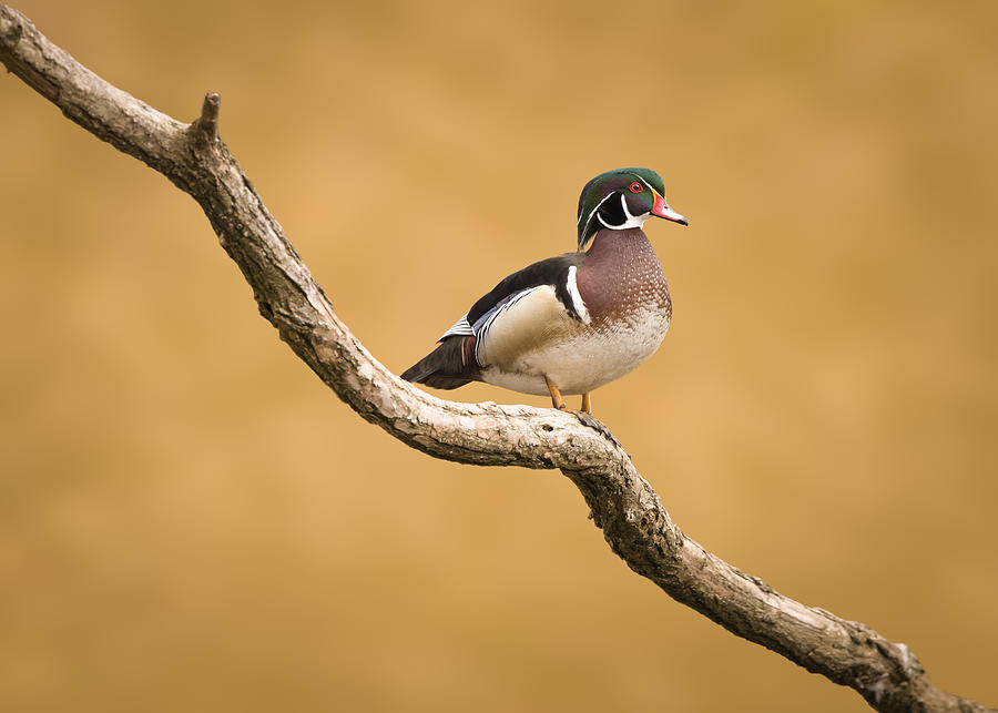 Wood Duck Photograph by Tony  Xu