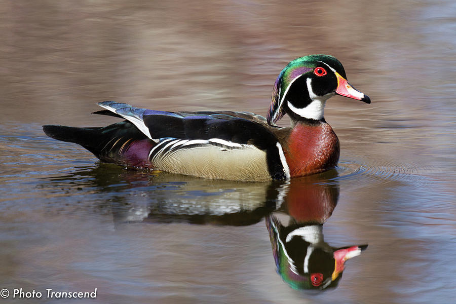 Wood Duck Photograph by William Zhen - Fine Art America