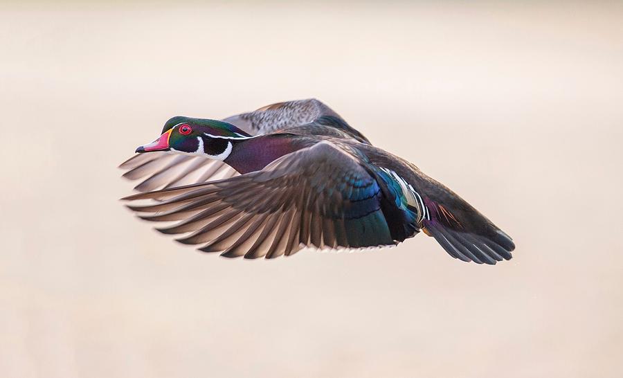 Wood Duck Wing Action 2 Photograph by Lynn Hopwood