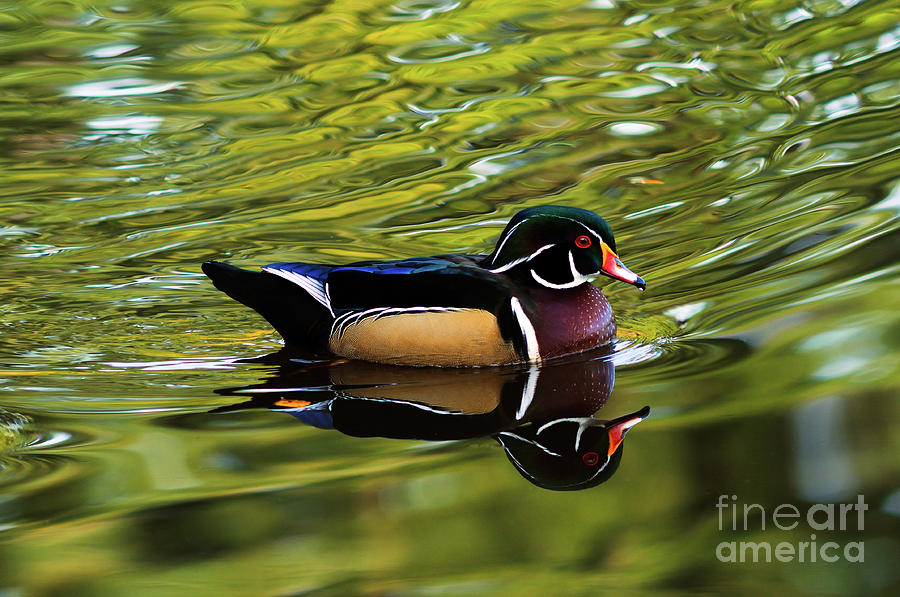Wood Duck With Cool Reflections Photograph by Terry Elniski