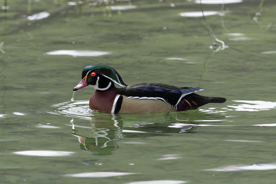 Wood duck with water dripping off beak Photograph by Dan Friend