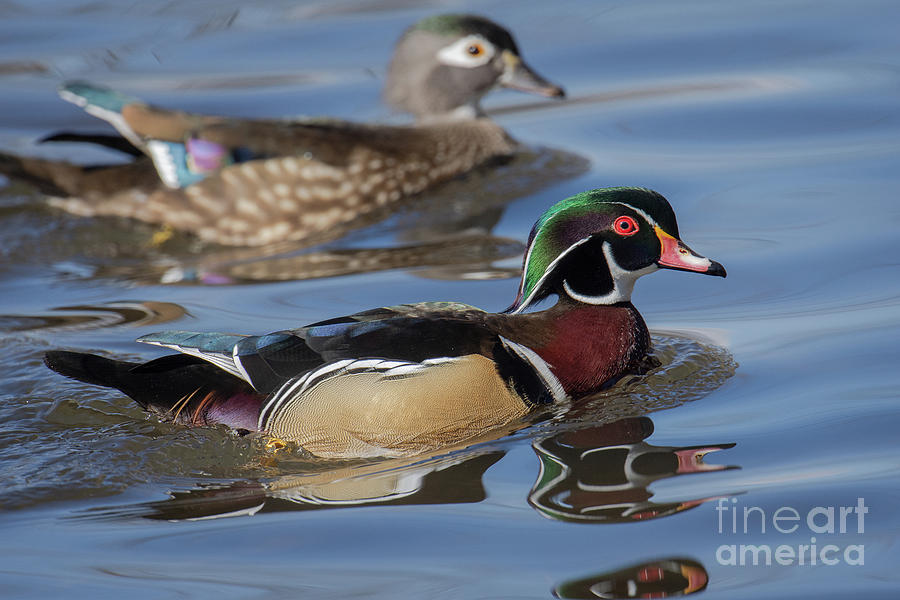 Wood Ducks by Craig Leaper Wood Ducks by Craig Leaper