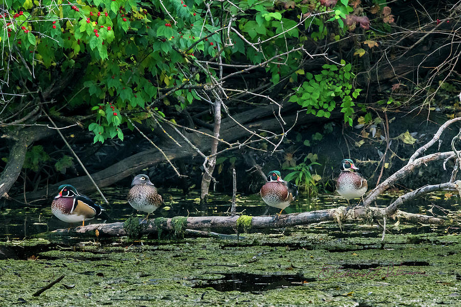 Wood Ducks In A Row Photograph by Ed Peterson
