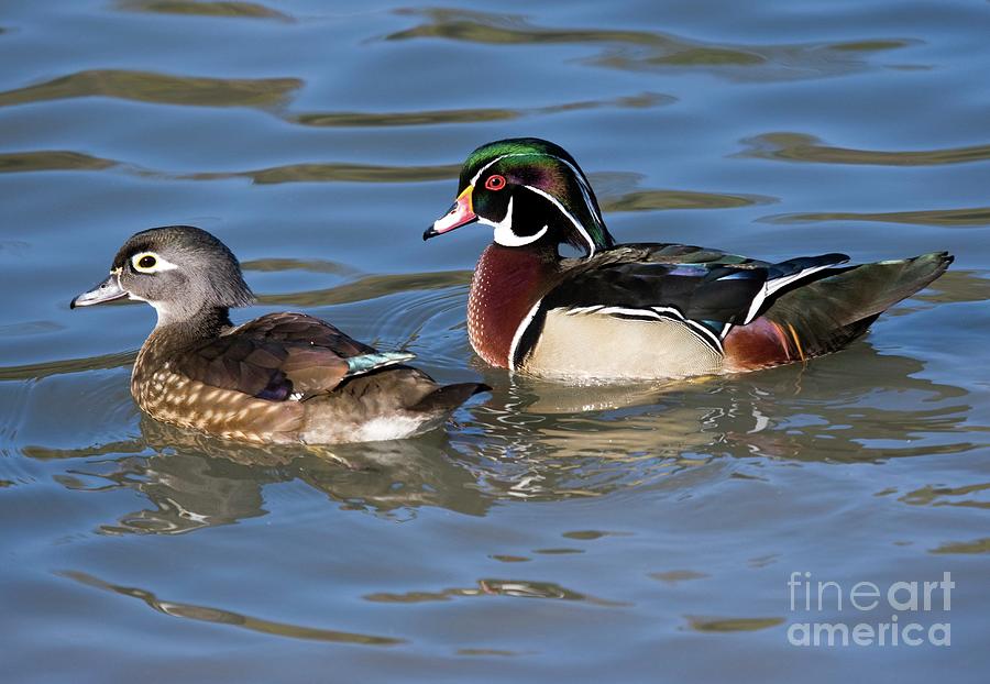 Wood Ducks Photograph by John Devries/science Photo Library