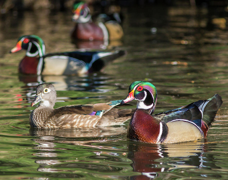 Wood Ducks Photograph by Mark Mille