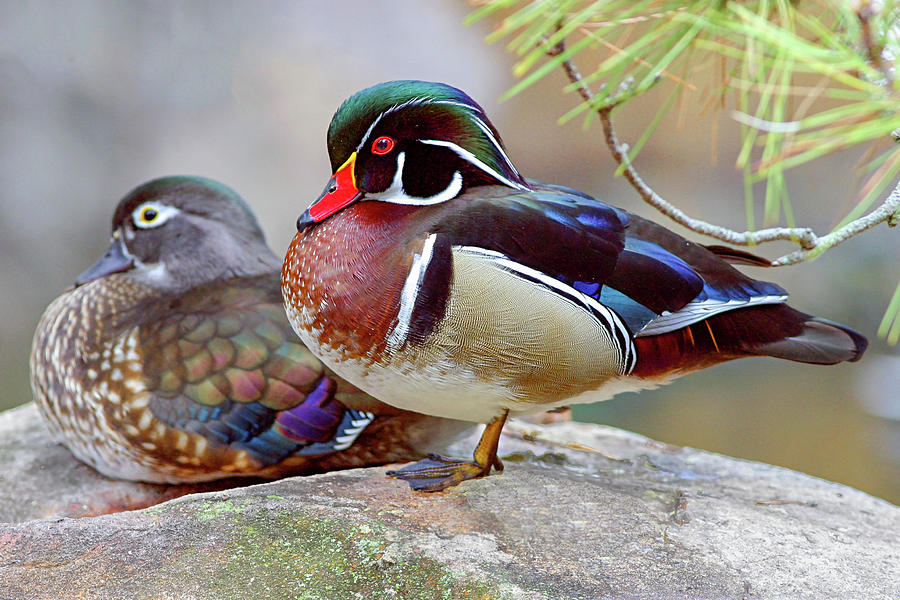 Wood Ducks Photograph by Ronnie And Frances Howard