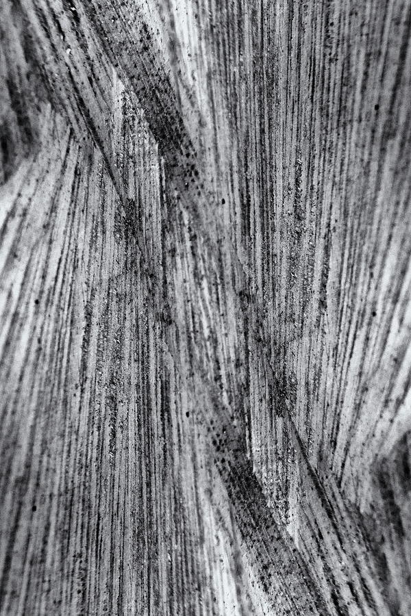 Wood Grain Monochrome Photograph by Jeff Townsend