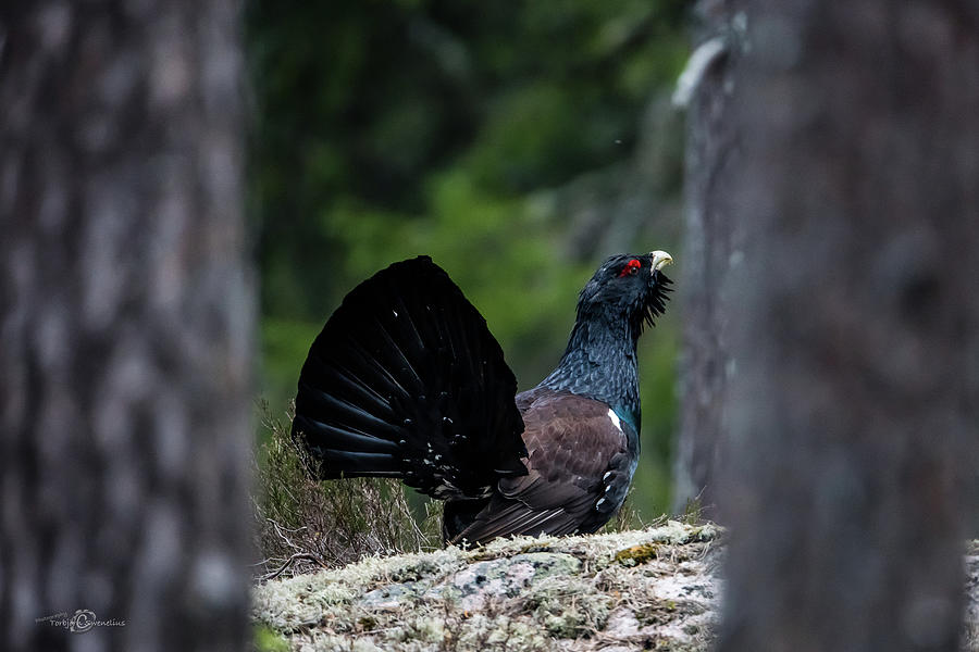 Wood Grouse framed by pine trees Photograph by Torbjorn Swenelius