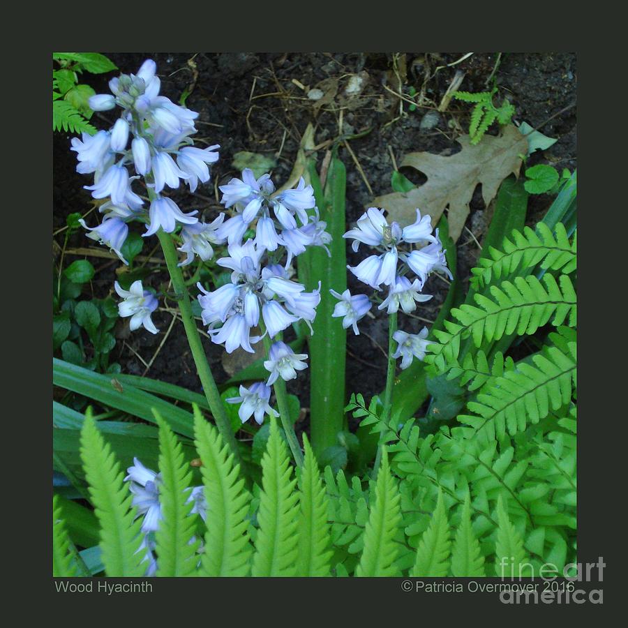 Wood Hyacinth Photograph by Patricia Overmoyer