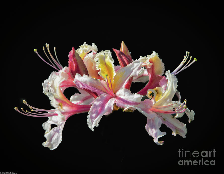 Wood Lily On Black Photograph by Mitch Shindelbower