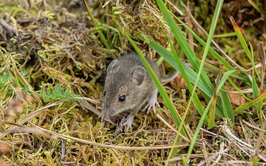 Wood Mouse Feeding In Grassland Photograph by Bob Gibbons/science Photo ...