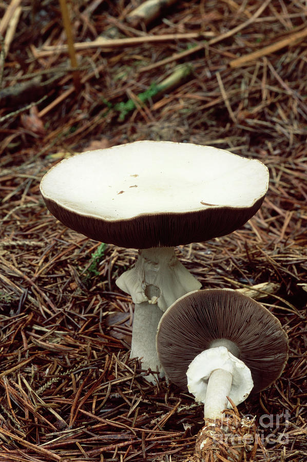 Nature Photograph - Wood Mushrooms by John Wright/science Photo Library