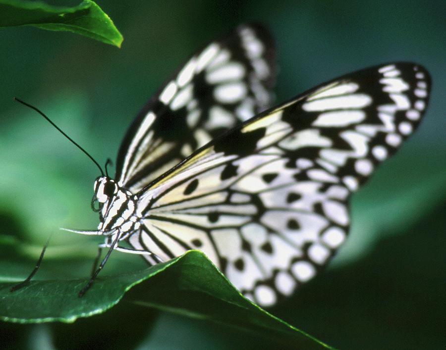 Butterfly Photograph - Wood Nymph by John Bates Butterfly Photograph - Wood Nymph by John Bates