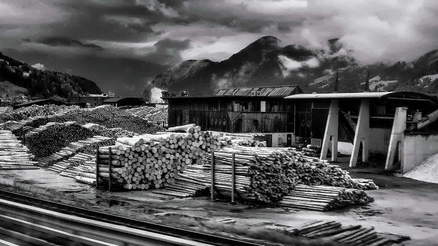 Wood Photograph - Wood Paradise by Borja Robles Wood Photograph - Wood Paradise by Borja Robles