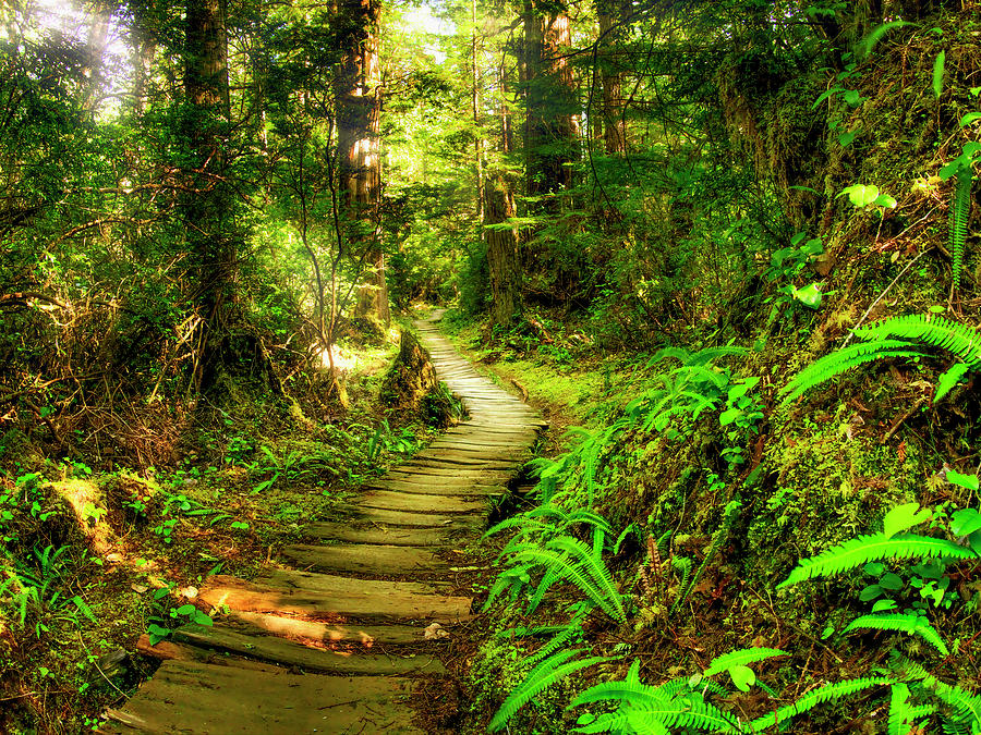 Wood Path in Forest Photograph by Zolof Gund - Fine Art America