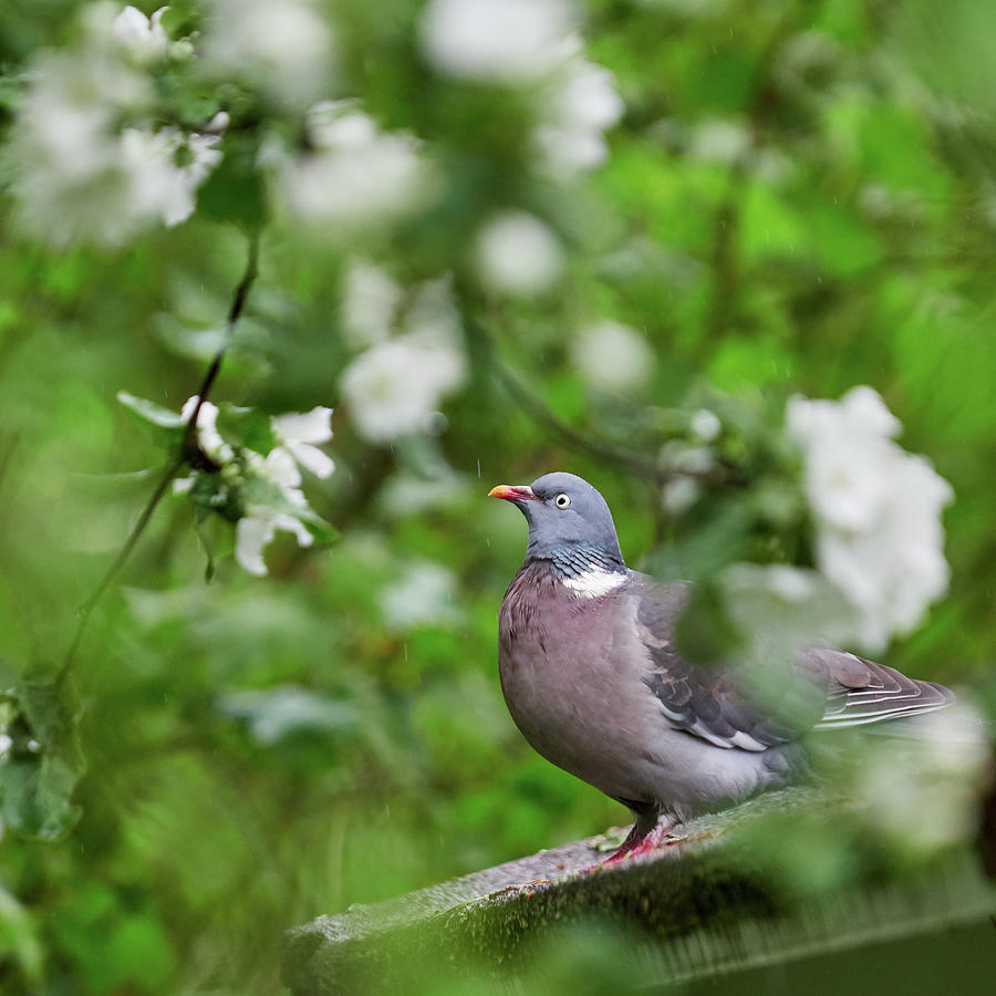 Wood Pigeon And All Those Flowers In The Rain Photograph