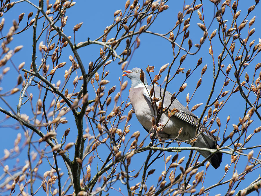 Wood Pigeon Perched In A Beech Tree Feeding On Buds, Uk Photograph by