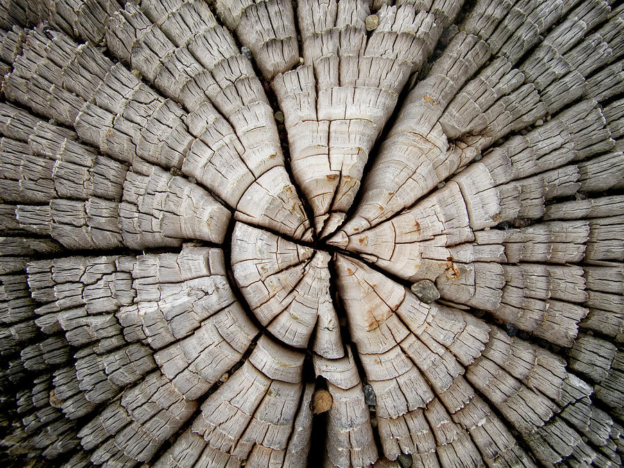 Wood Pole Photograph by Lisay