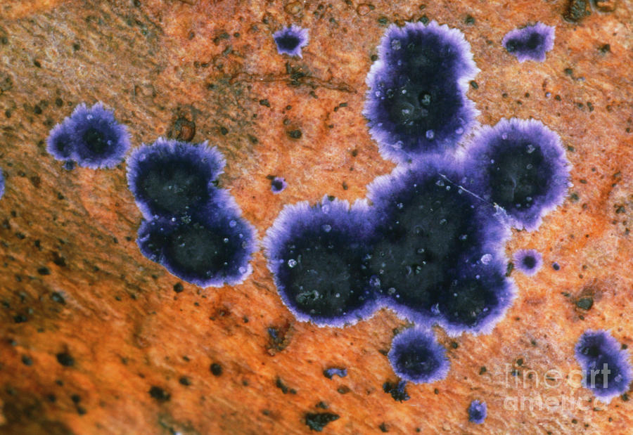 Woodrotting Fungus Photograph by Vaughan Fleming/science Photo Library