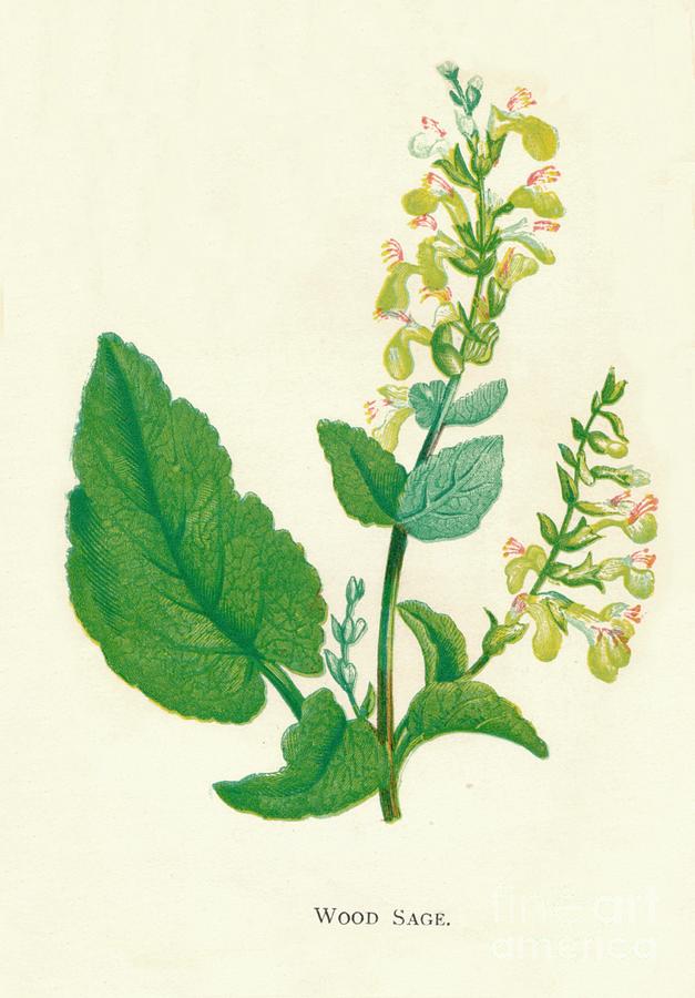 Wood Sage, C1891, 1891 Drawing by Print Collector