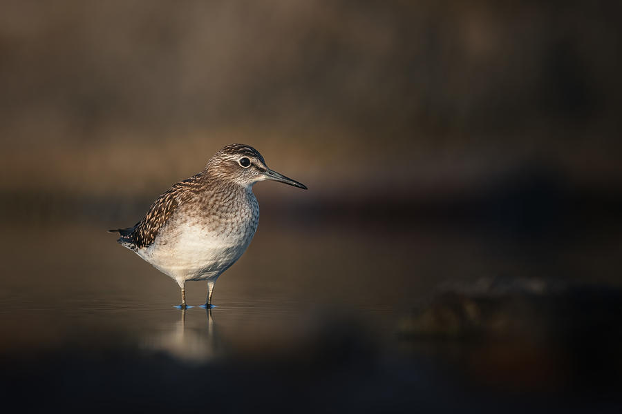 Wildlife Photograph - Wood Sandpiper On Migration by Magnus Renmyr