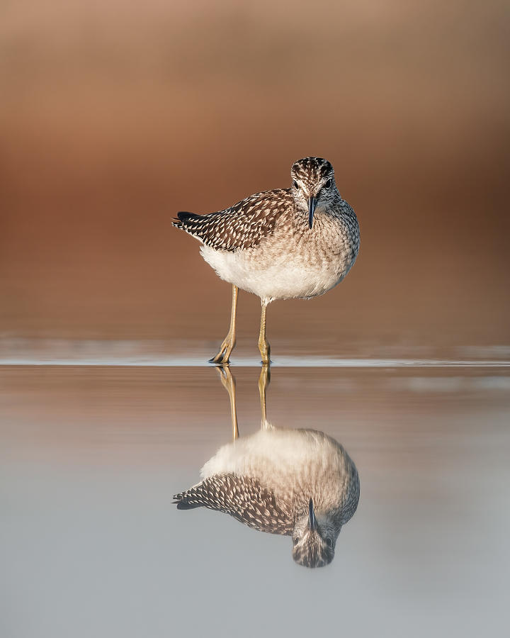 Wood Sandpiper On The Beach Photograph by Magnus Renmyr