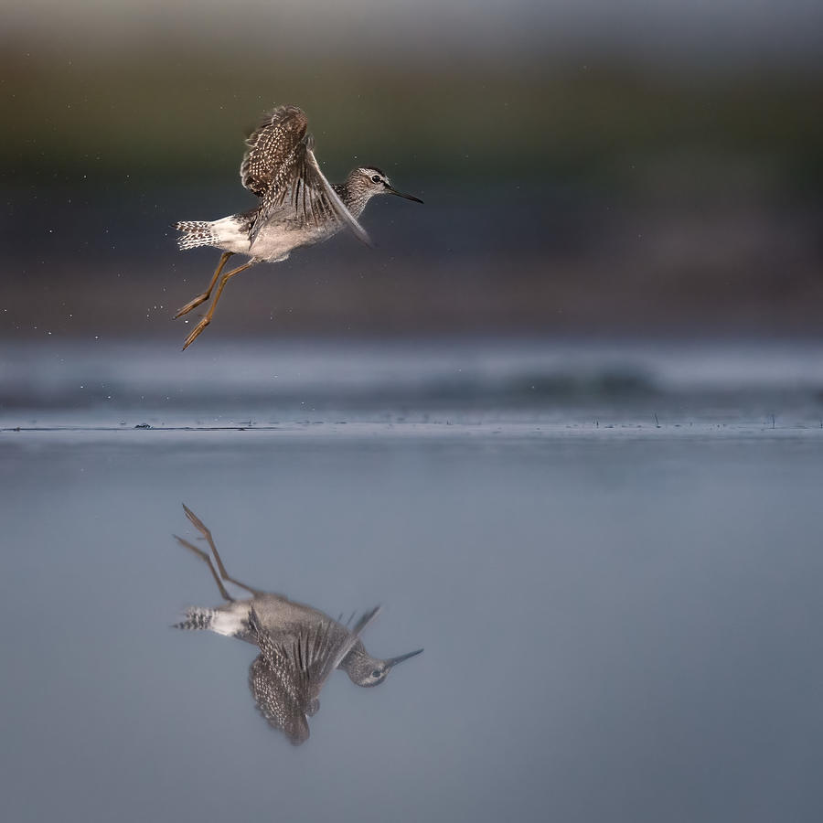 Wildlife Photograph - Wood Sandpiper Taking-off by Magnus Renmyr