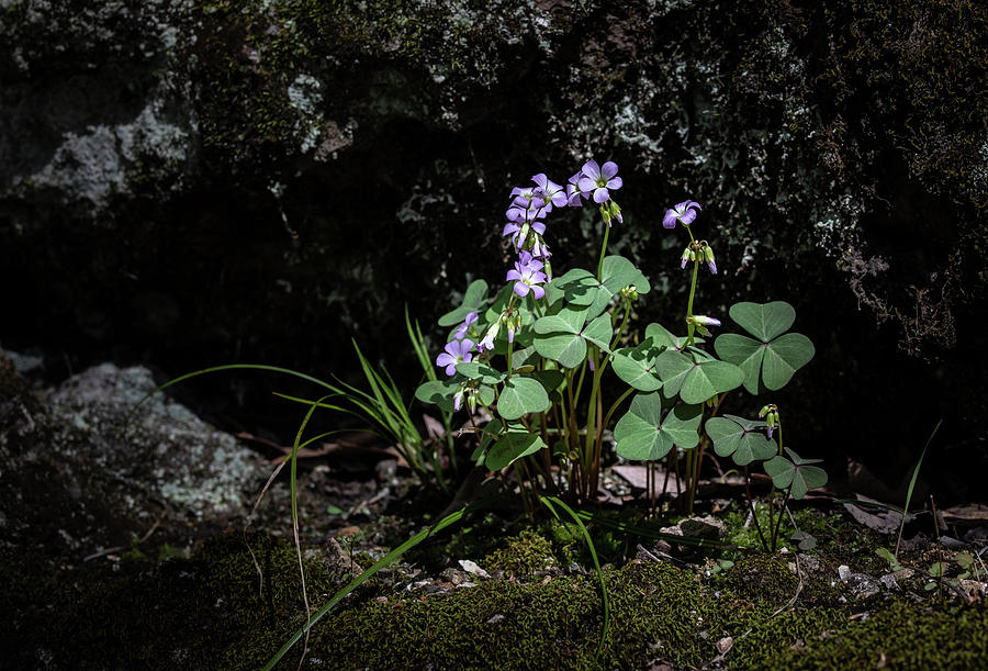 Flowers Photograph - Wood Sorrel by Mark Braun Flowers Photograph - Wood Sorrel by Mark Braun