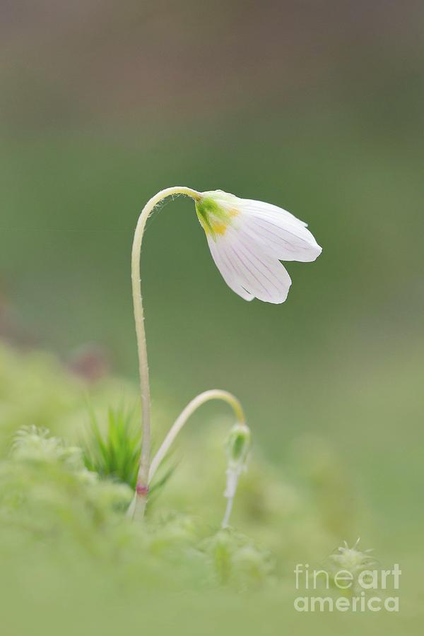Nature Photograph - Wood Sorrel (oxalis Acetosella) Flower by Simon Booth/science Photo Library