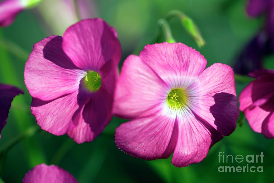 Nature Photograph - Wood Sorrel (oxalis Acetosella Var. Rosea) by Dr Keith Wheeler/science Photo Library
