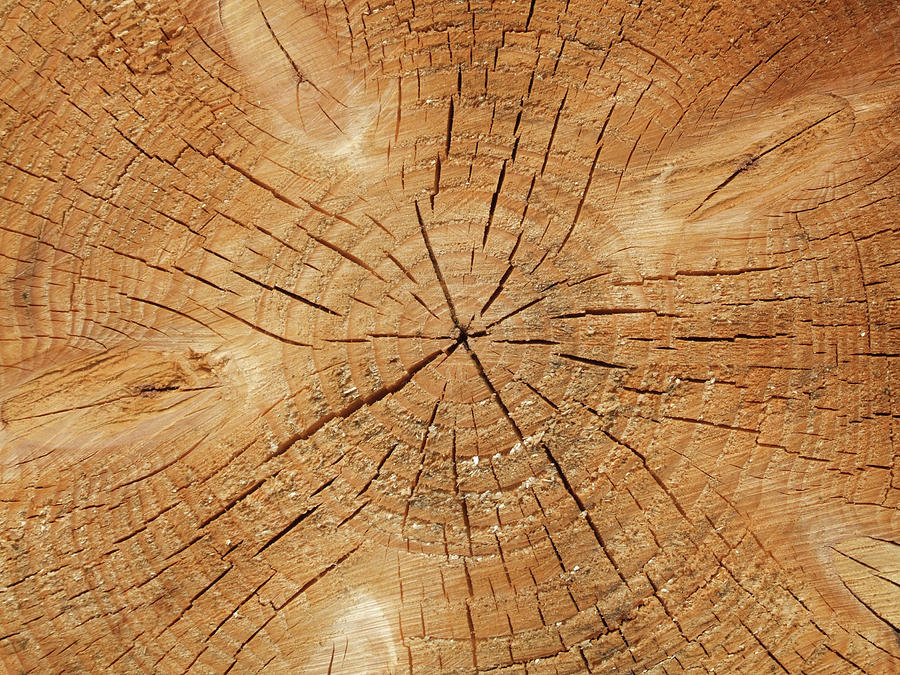 Wood Start Pattern Photograph by Helen Jackson