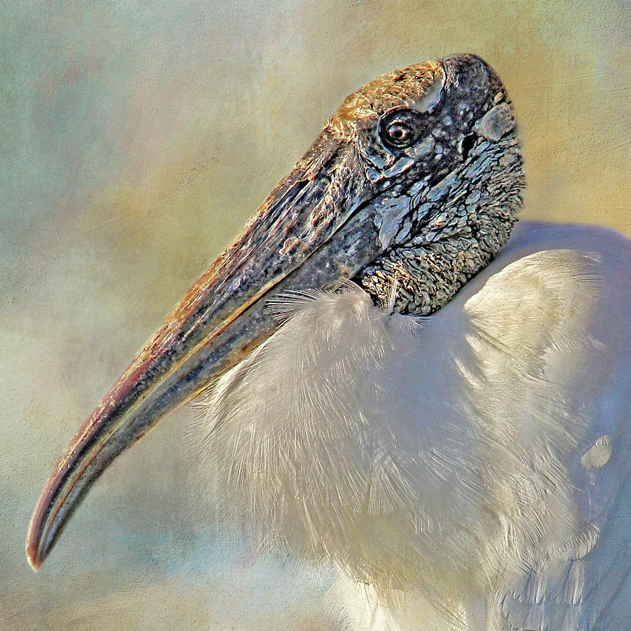 Wood Stork 2 Photograph by HH Photography of Florida