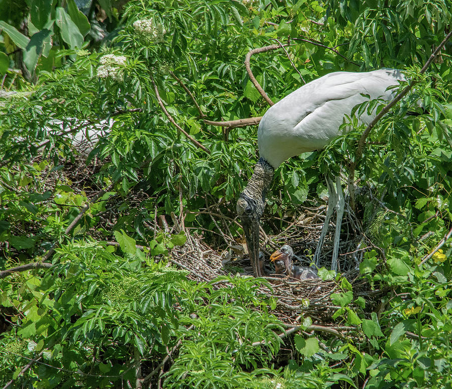 Wood Stork and Chick Photograph by Margaret Zabor