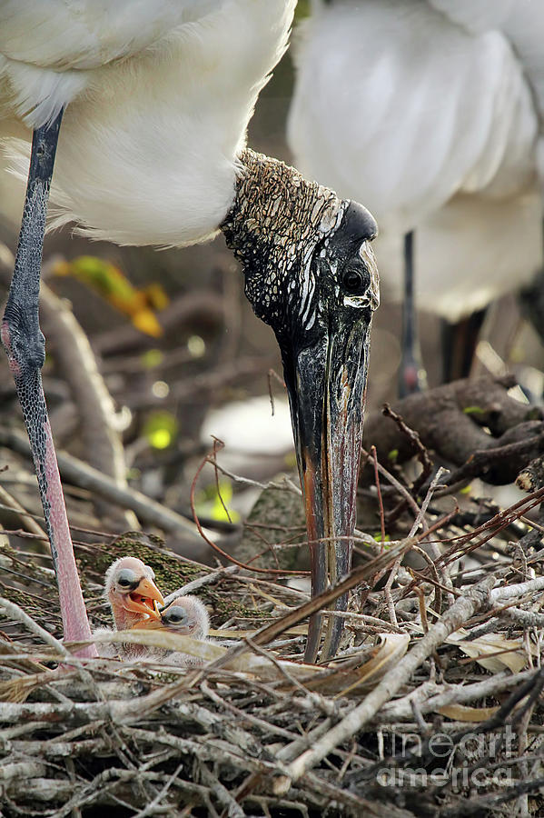 Wood Stork and her Babies Photograph by Darren Fisher | Fine Art America