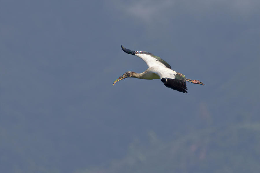 Wood Stork El Escobal Ibague Tolima Colombia Photograph by Adam Rainoff