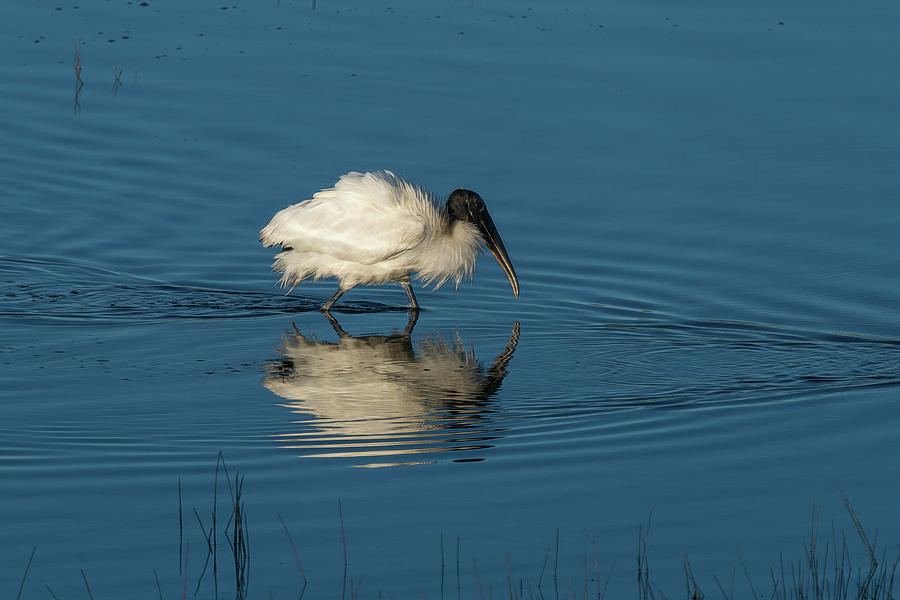 Wood stork forging for food in the marsh Photograph by Dan Friend