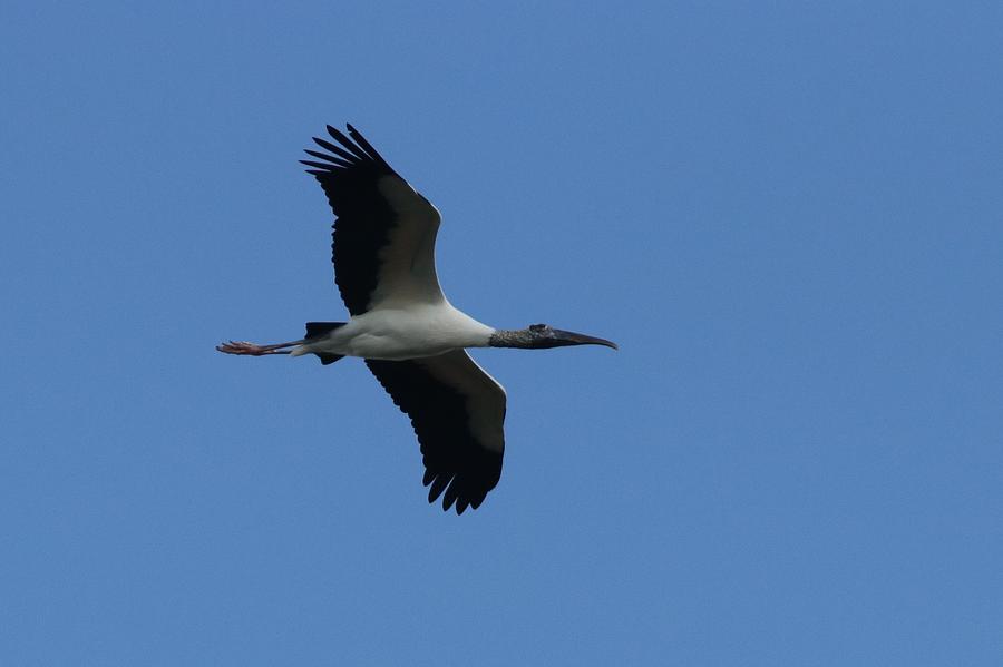 Wood Stork in flight Photograph by Joseph Siebert - Fine Art America