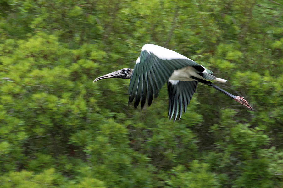 Wood Stork in Flight Photograph by Mitch Spence