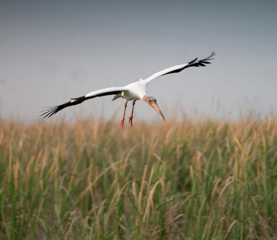 Wood Stork In Flight Photograph by Rachelle Vance Photography