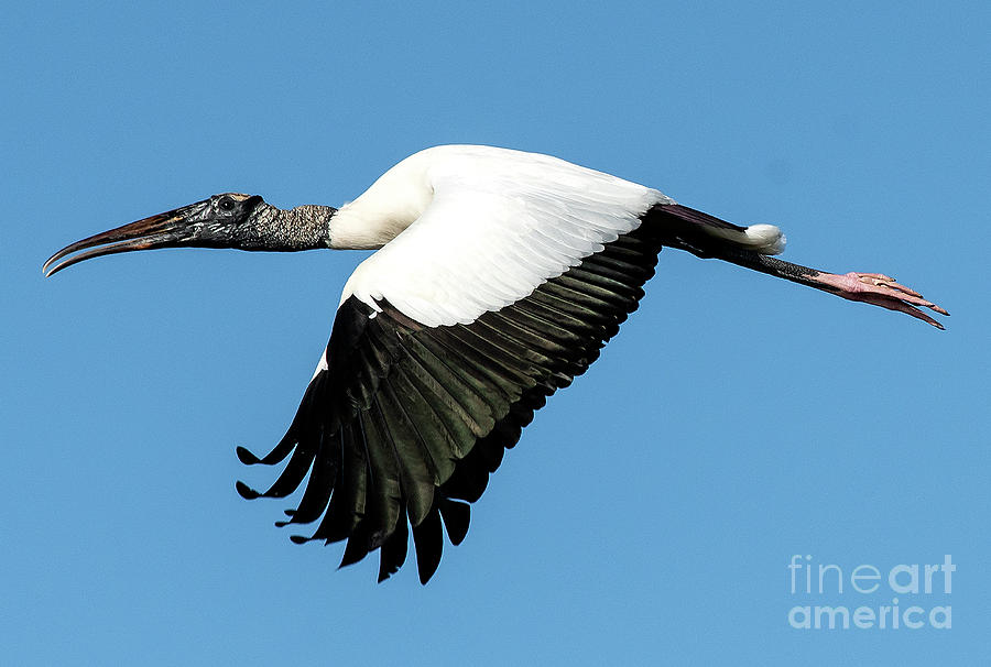 Wood stork in flight Photograph by Rodney Cammauf