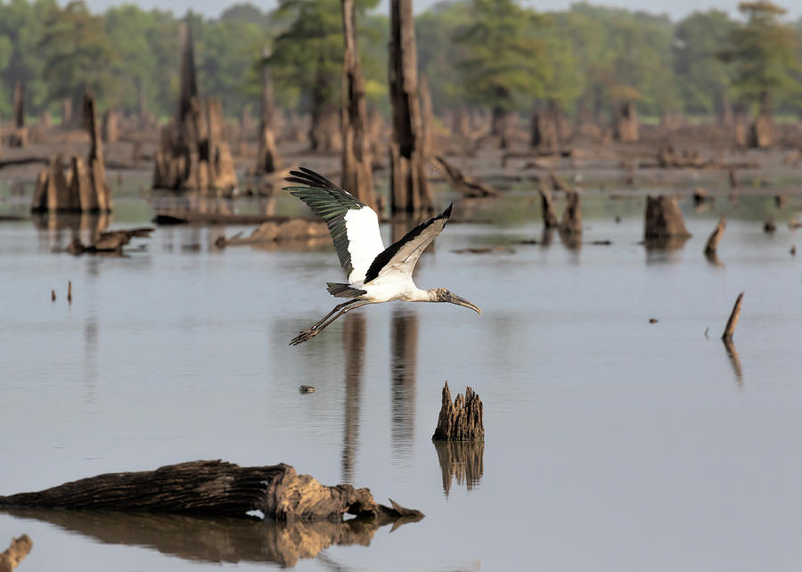 Wood Stork in Flight Photograph by Susan Rissi Tregoning