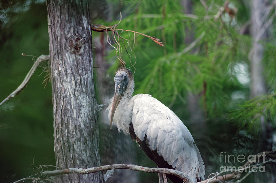 Wood Stork in the Tree at Big Cypress Photograph by Natural Focal Point Photography