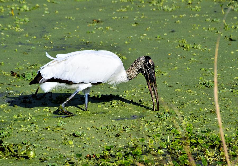 Wood Stork On the Hunt  Photograph by Warren Thompson